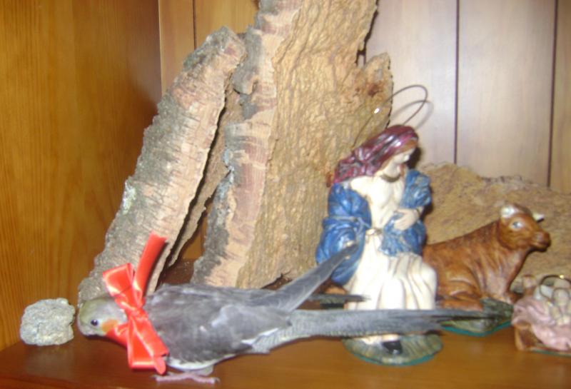 DSC02520.JPG