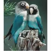 Agaporni personata azul