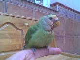 KIWI AGAPORNI PAPILLERO