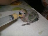 Kiwi tomando su papilla (Agaporni papillero)