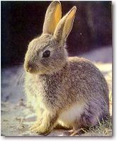 Conejo marron