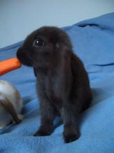 Conejo enano comiendo zanahoria