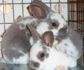Conejo mini rex