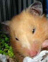 Hamster enfermo