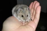 Hamster en mi mano