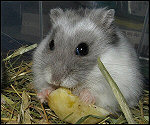 Hamster enano
