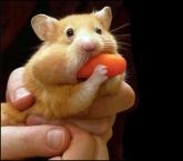 Hamster con una zanahoria