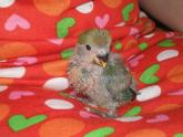 Kiwi posando para la foto (Agaporni papillero)