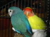 Pareja de agapornis papilleros