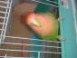 Imagen de mikii
