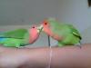  mis agapornis