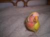 Tiky