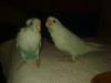 mi dinxy y su herman@