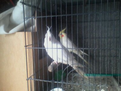 mi ninfa albina