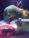 POLLO EL AMAZONAS DE ARROBAPARK