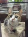 Esta es MiniMiau, la gatita de @park