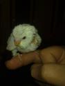 my blankito