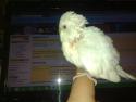 bolaa