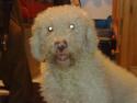 Mi Perro de Aguas!!!