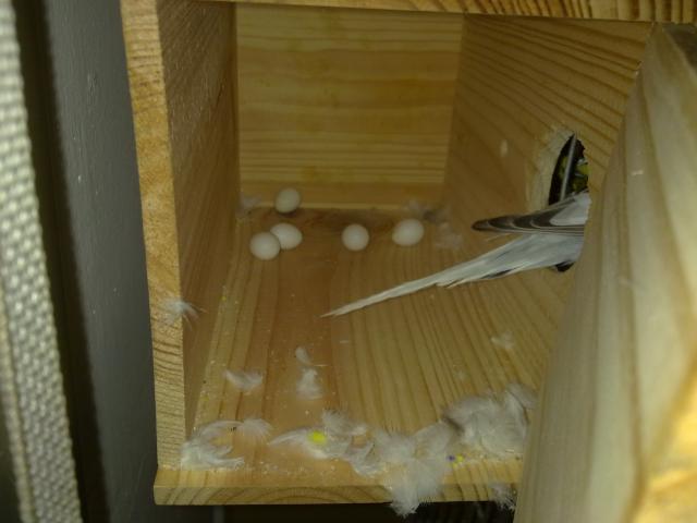 esos huevitos
