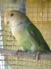 mi bueno agapornis lolo