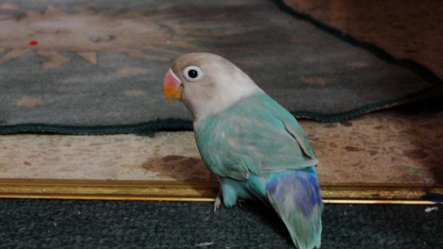 COCO