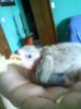Mi peke