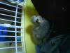 My peke