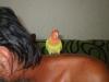 mi fibi