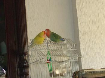 mis chikis