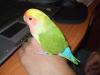 agapornis nuevo