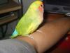 mi nuevo agapornis