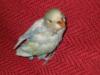 mi nuevo agapornis
