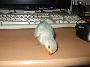 mi perla mas grandecito