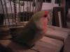 Nuevo agapornis ¿macho o hembra?