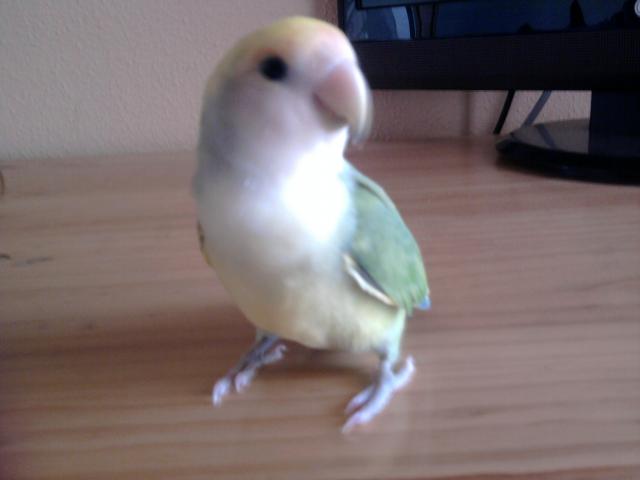 Este es Yago