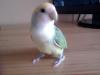 Este es Yago