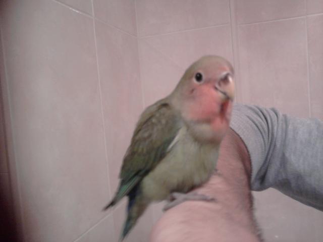 Aki os dejo una foto de mi Lucky mas grande