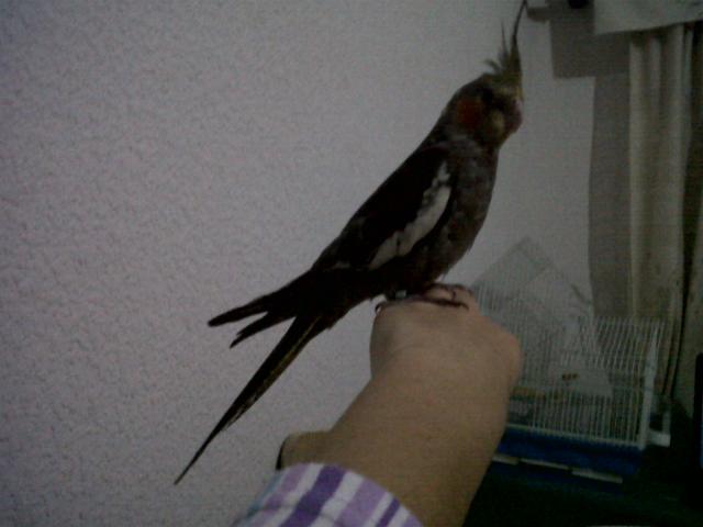 Kelpy 3 meses y medio