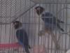 MIS PRIMEROS AGAPORNIS