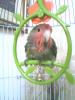 Kiwi tras baño 