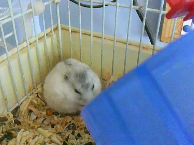 bendo hamsters españoles