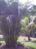 2 tipos de palmera q hay aki en mi edificio para q mis agapornis agan nido cual es mejor y q no sea venenosa??