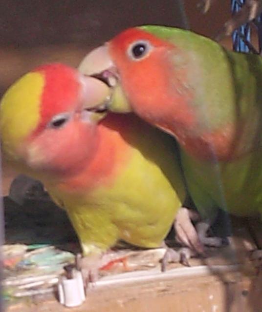 RUBIA Y PERICO