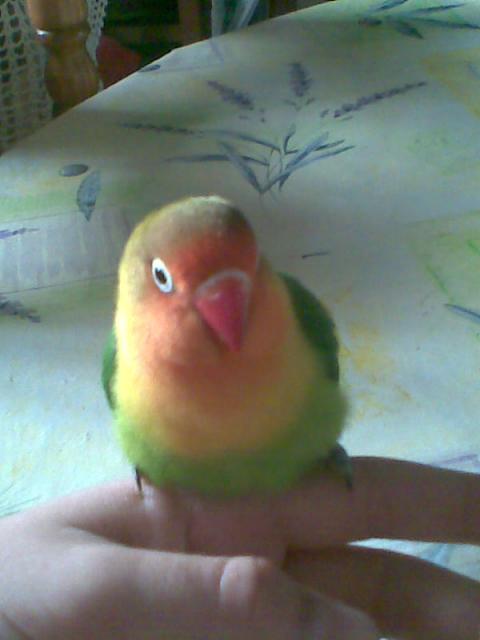 MI PIPO JAJA XD MI PIPO JAJA XD