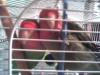 MIS AGAPORNIS