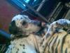 Drum