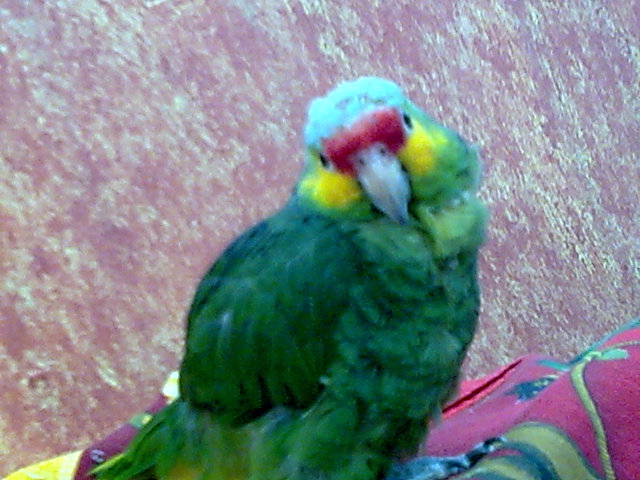 principe verde principe verde