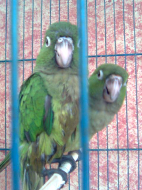 mis latositos