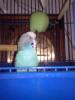 posa,posa!!!(Perico)
